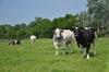 Indemnisation exceptionnelle des élevages de bovins allaitants – Covid-19