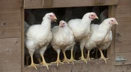 Renforcement des mesures de biosécurité pour lutter contre l'influenza aviaire
